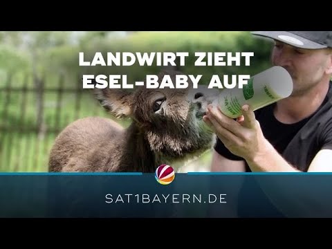 Tierische Freundschaft wird Klick-Hit: Landwirt zieht Esel-Baby groß