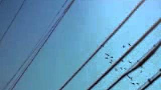 Micah P. Hinson - The Dreams You Left Behind (Reprise)