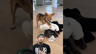 Comedy Skit: Disguise to Trick a Dog — Full Transcript & Summary
