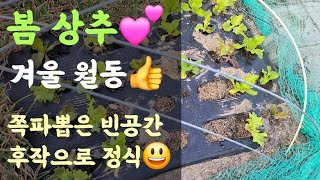 봄상추