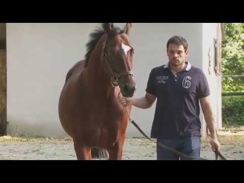 Sri Putra - Etalon au Haras du Saz en 2016