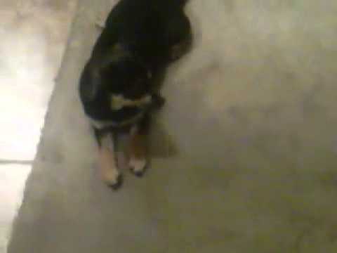 Zimmerman Vs Trayvon.99