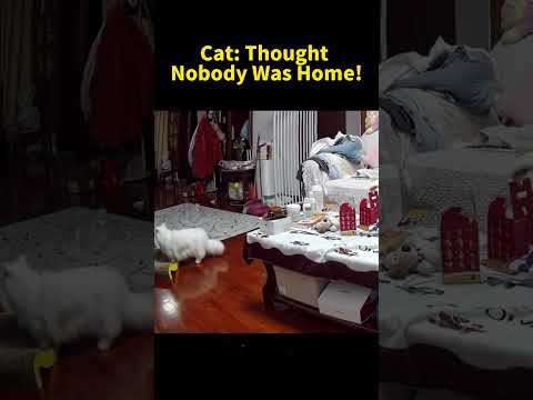 Cat Thought Nobody Was Home!【Too Cute Bro】#catshorts #funny #cute #funnycats