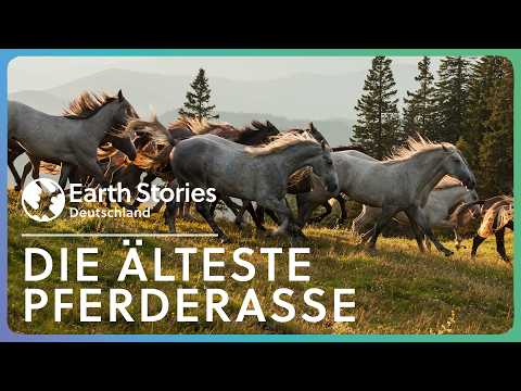 Die weltbekanntesten Hengste: Könige und Krieger der Pferde | Doku