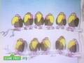 Sesame Street Mary Sunshine 11
