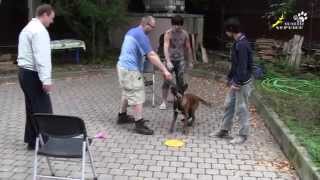 Dog training | How to wean a puppy from running up to strangers