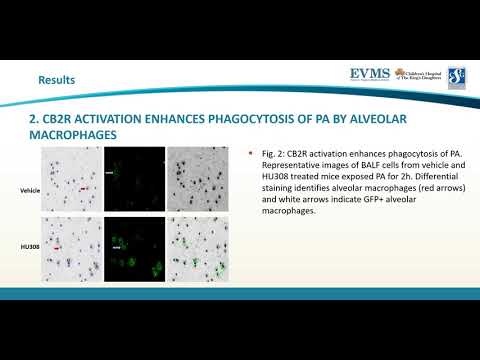 Thumbnail image of video presentation for Examining the role of cannabinoid-2 receptor activation in bacterial clearance