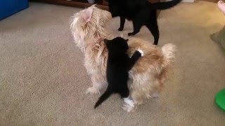 animale caini si pisica