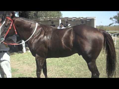 Conjunto Atardecer - El Regeton