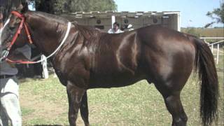 Conjunto Atardecer - El Regeton