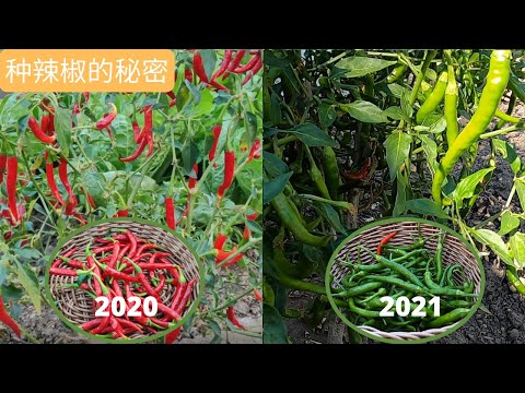 辣椒树