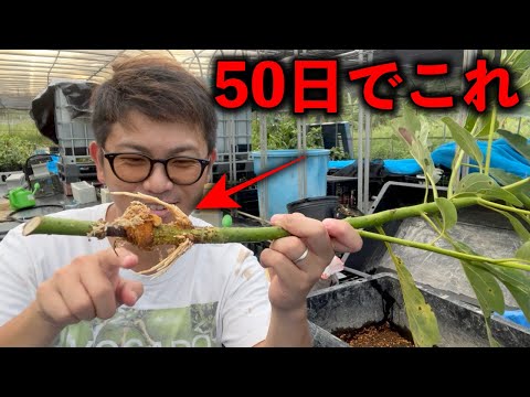 挿し木をする: 栽培を成功させるための 7 つのヒント トピックス