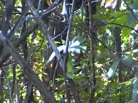 SOFT AIR PAVULLO SERRA