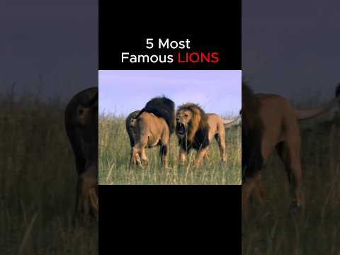 Top 5 Most Famous Lions 🦁 #lions #lion #scarface #king #lionking
