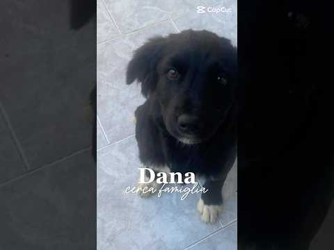 Regalo Dana Splendida Soffice Cucciola Cerca Casa 