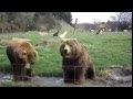Приветствие Медведей! 