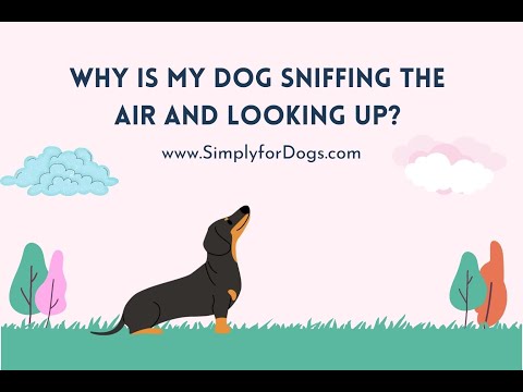YouTube video about: Why do dogs sniff the air?