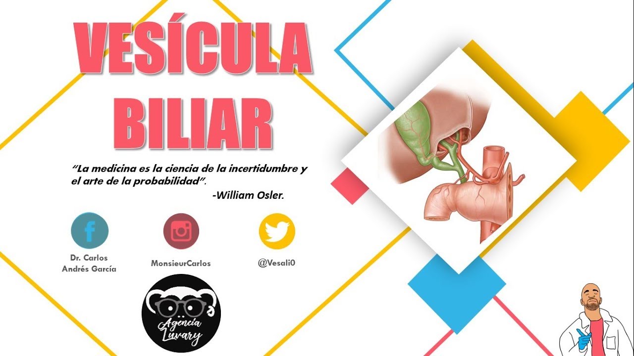 Anatomía - Vesícula Biliar y Conducto Cístico (Porciones, Relaciones, Vasos y Nervios)