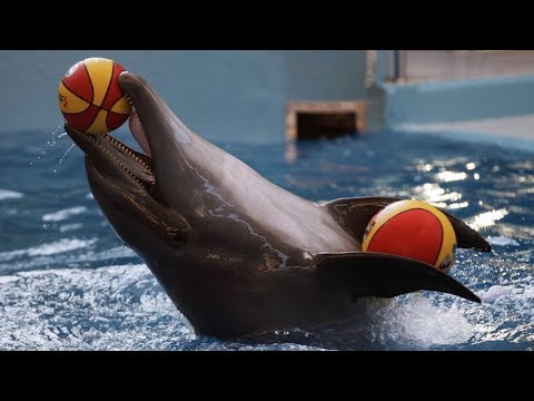 Лазаревское 2017 | Дельфинарий Морская Звезда | Вечернее шоу