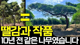 1자로 방치된 소나무, 예술이 될 수 있을까?(후회주의)