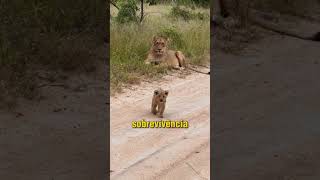 Por que os animais Machos são Sempre mais Chamativos? #curiosidades #natureza #animais