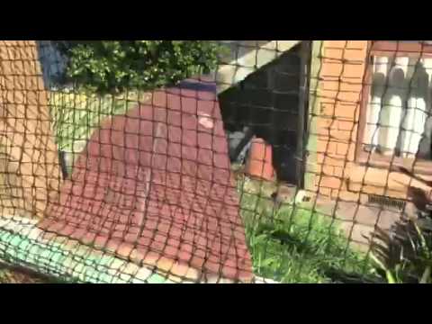 Outdoor Cat Enclosure DIY