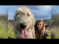 WOLF KILLERS THE IRISH WOLFHOUND Deadly Or Pet