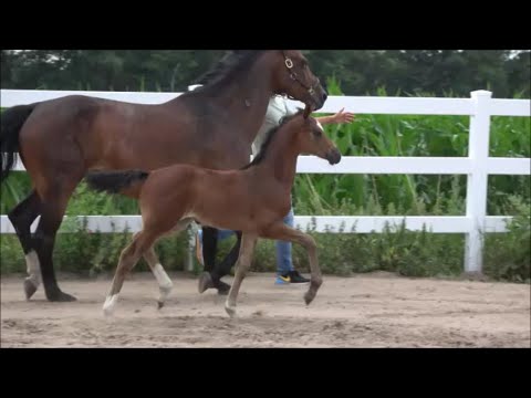 *2022 Hengst von For Planet (For Pleasure) - Ramiro's Son II