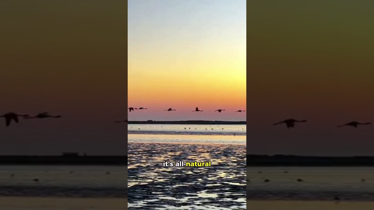 It's Not Pink, It Turns Out the Flamingo's Real Color Is... #animals #flamingo #shorts