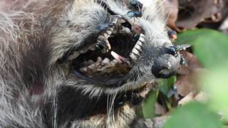 Recycling at Work - Raccoon, Flies, and Ravenous Maggots 3.