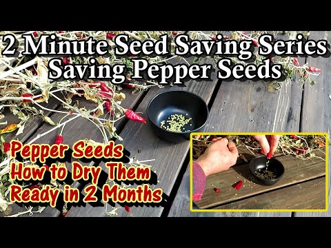 How to Save and Harvest Pepper Seeds - Simple Drying Method: 2 Minute Seed Saving Series E-1