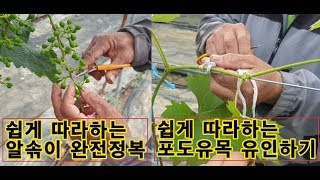 샤인머스켓 유목 최종 유인하기 완성본 샤인 2년생 송이다듬기