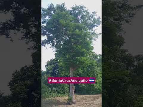 Finding Peace in the Shade | El Salvador Travel #country #elsalvador #rurallife