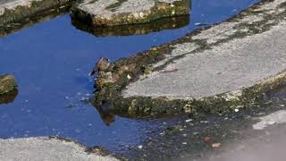 20180310ﾀﾋﾊﾞﾘ（田雲雀）