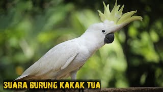 Download lagu SUARA BURUNG KAKAK TUA JAMBUL KUNING | BURUNG LANGKA mp3