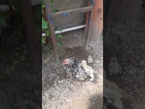 [DZIJO KARKONOSZ] @CHABO Z KURCZAKAMI