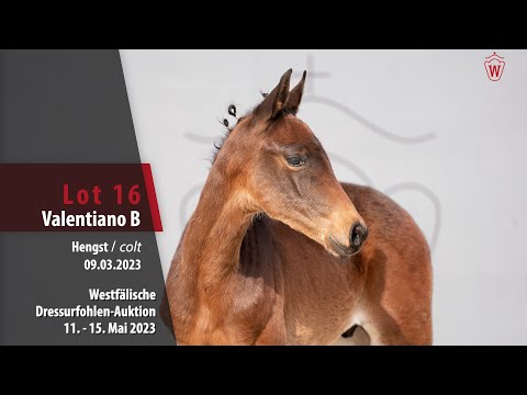 Dressurfohlen-Auktion Lot 16 Valentiano B Hengst v. Vision - Rock Forever II