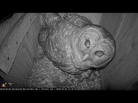 Male Barred Owl Delivers A Midnight Snack To Female At The Nest Box – Feb. 29, 2024