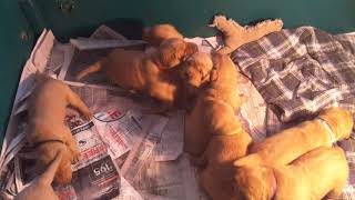 Video preview image #19 Labrador Retriever Puppy For Sale in WEST SALEM, WI, USA