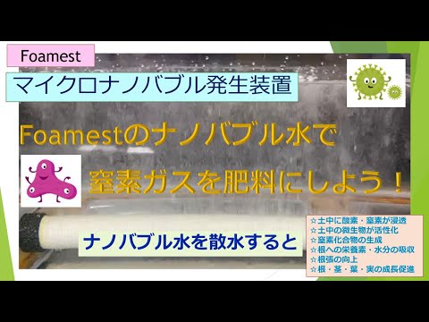 サンゴは排気ガスや肥料から窒素を吸収します