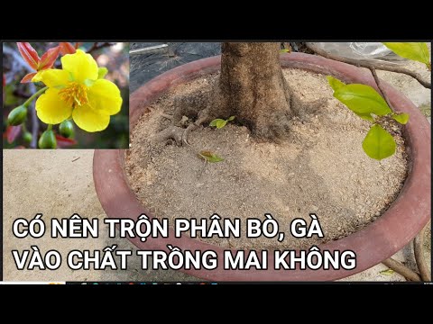 🔴 QBS23386 - CÓ NÊN TRỘN PHÂN HỮU CƠ VÀO CHẤT TRỒNG CÂY MAI KHÔNG | THỜI THAY CHẤT TRỒNG CHO CÂY MAI
