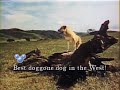 Disney S Sing Along Songs Old Yeller