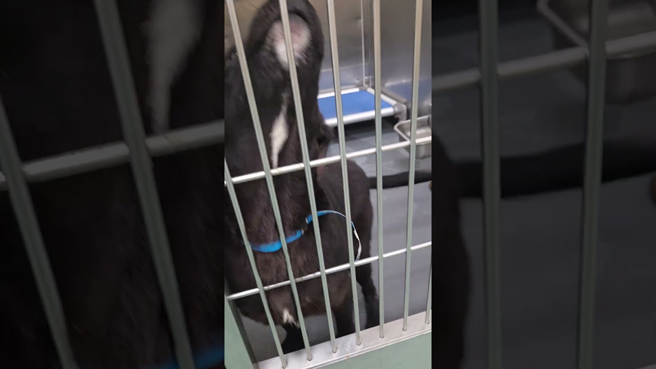 Theodore, a Adoptable Mixed Breed in Southside, TN video 2/2