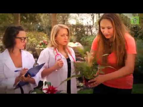 Is My Bromeliad Dead?