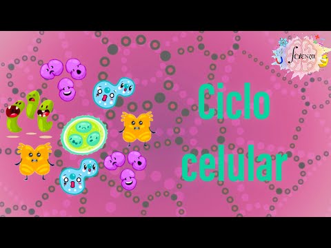 Cell cycle: Interphase (G1, S and G2), Mitotic phase (karyokinesis and cytokinesis) and G0 phase