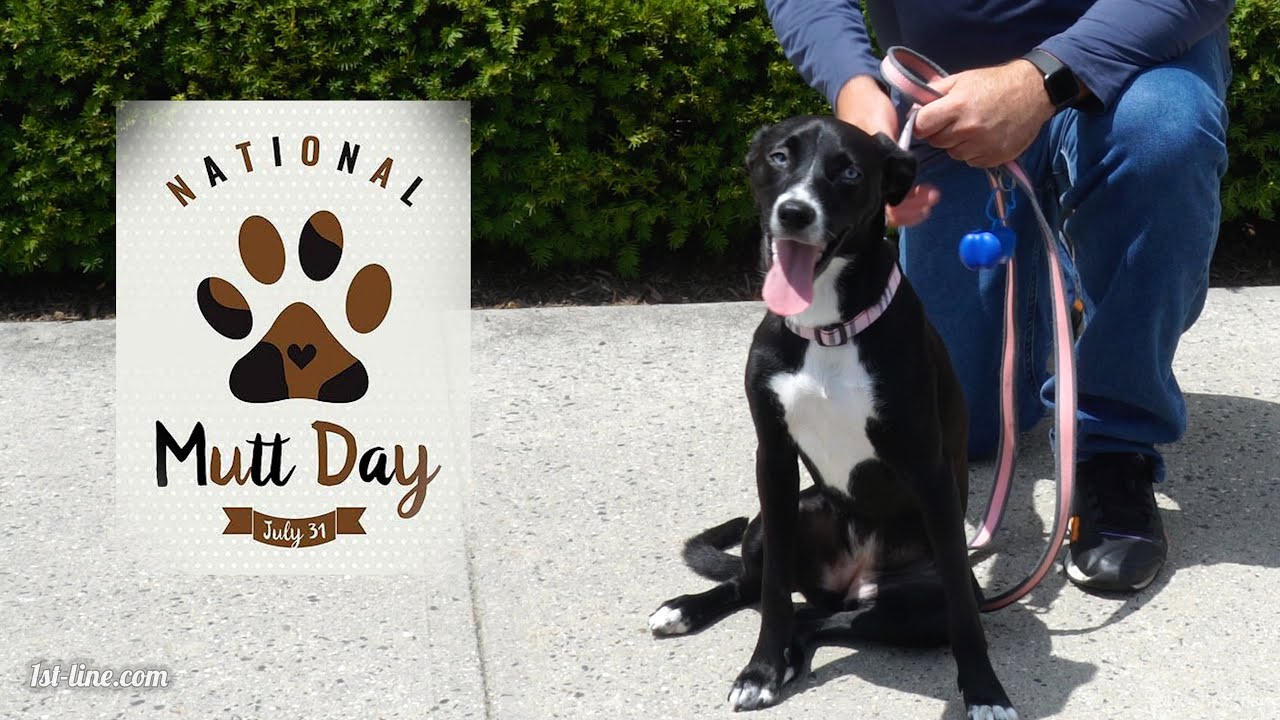 Happy National Mutt Day!