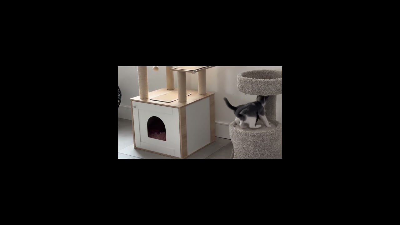 Maisie (Marley), a Adoptable Domestic Medium Hair in HUNTINGTON BEACH, CA video 3/3