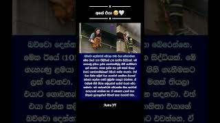 Download lagu එයා 🥹 #shorts #viral #trending #ytshorts #viralvideo mp3 Download lagu එයා 🥹 #shorts #viral #trending #ytshorts #viralvideo mp3