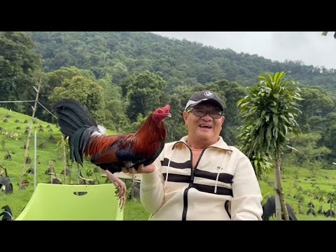 Cardinal Club Kelso of Boy J Lunao GF 