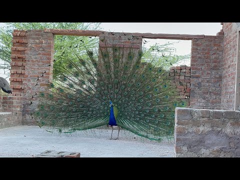 मोर नृत्य peacock dance In all it’s glory Indian National Bird peakcock
